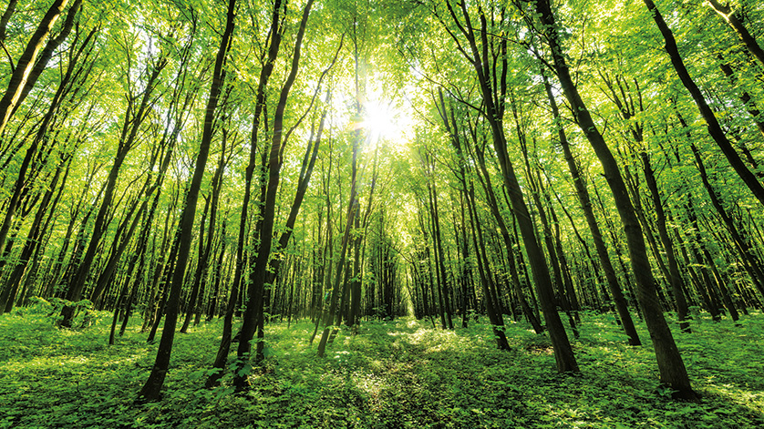 A green forest of hardwood trees with sunlight streaming through the canopy.